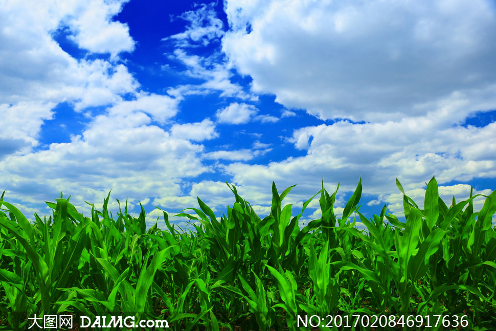 鲜食玉米产品展示